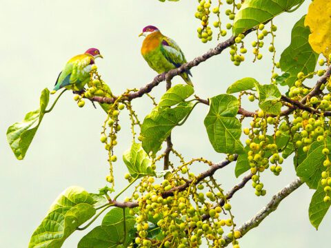 Three multicolored doves perch in a tree with berries.