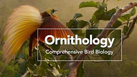 Ornithology: Comprehensive Bird Biology