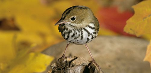 Ovenbird