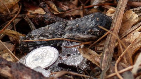 The owl pellet of a Northern Pygmy-Owl. Photo by Anne Elliott via Birdshare.