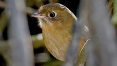 Rufous Antpitta (Perija) by Josh Beck