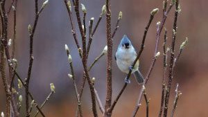 Coping with Cold: A Bird’s Strategy