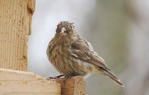 A House Finch with eye disease