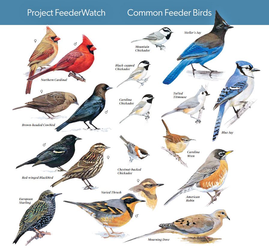 Poster with illustration of birds and their names, with title: "Project FeederWatch, Common Feeder Birds."