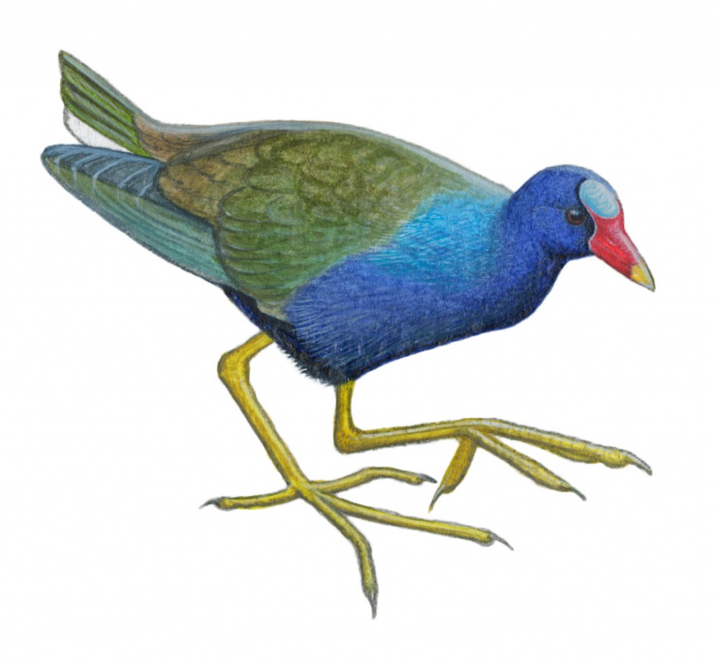 PGallinule