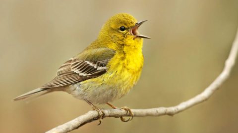 Pine Warbler by Ryan Schain/Macaulay Library.