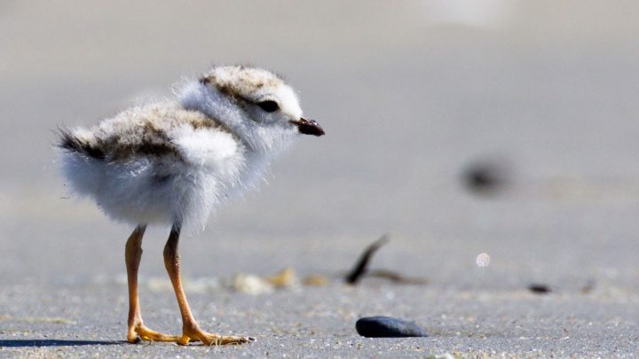 Piping Plover by Gates Dupont/Macaulay Library