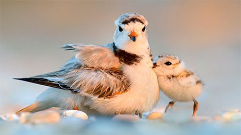 Piping Plover by B. N. Singh