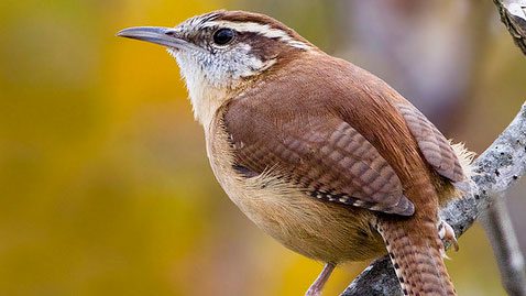 carolina wren by Kurt Hasselman