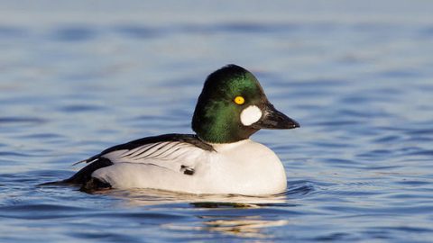 common goldeneye by Joshua Clark