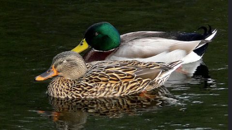 mallard by Bob