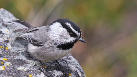 mountain chickadee by robinsegg