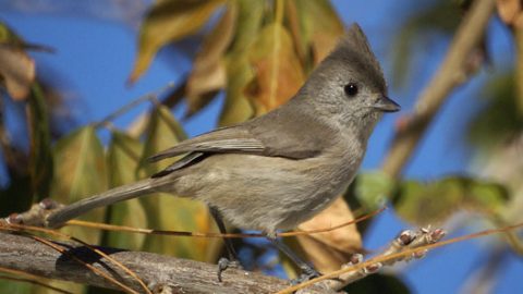 oak titmouse by Susanne Meyer