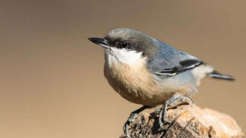 pygmy nuthatch by Stephen Parsons