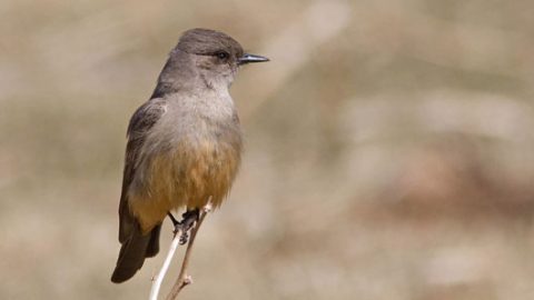 Say's phoebe by Lois Manowitz