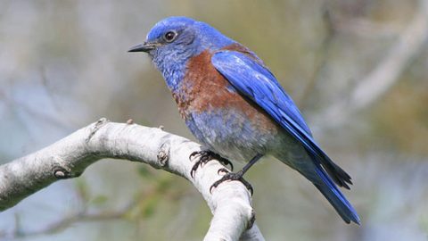 western bluebird by Jamie Chavez