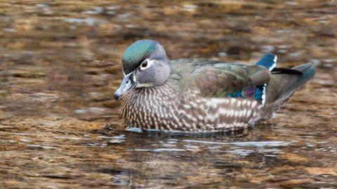 wood duck by Kelly Colgan Azar