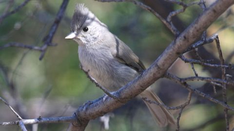 juniper titmouse by Tim Lenz