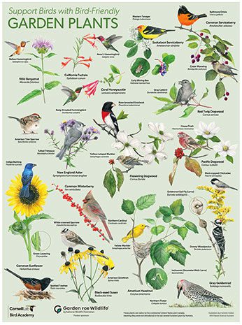 Illustrated poster of golden plants and birds.