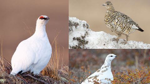 Rock Ptarmigans