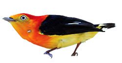 Band-tailed Manakin.