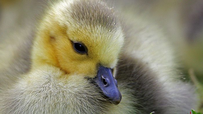 Baby birds are cute but need expert care; find a licensed and trained person to care for them. Photo by Brian Hampson via Birdshare.