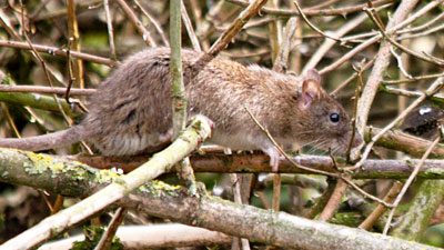 A rat out foraging. Photo by Stephen Millington via Birdshare.