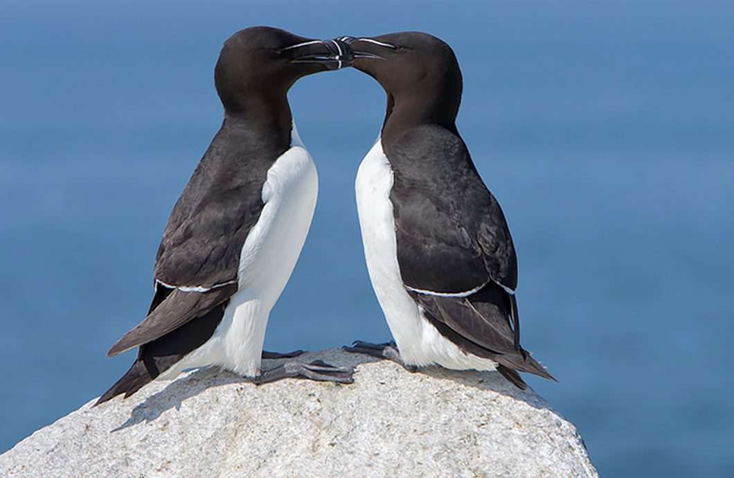 Razorbill by Joshua Clark via Birdshare