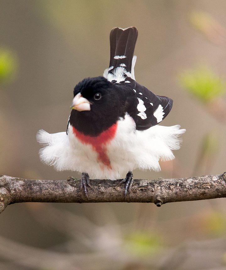 Rose-breasted Grosbeak by Melissa Groo.