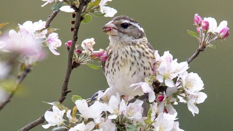 Female Rose-breasted Grosbeak by Melissa Groo