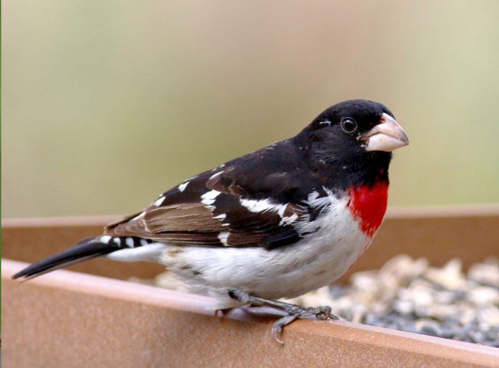 Rose-breasted Grosbeak by Theo Staengl/Macaulay Library.