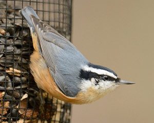 RBNuthatch300-Phil