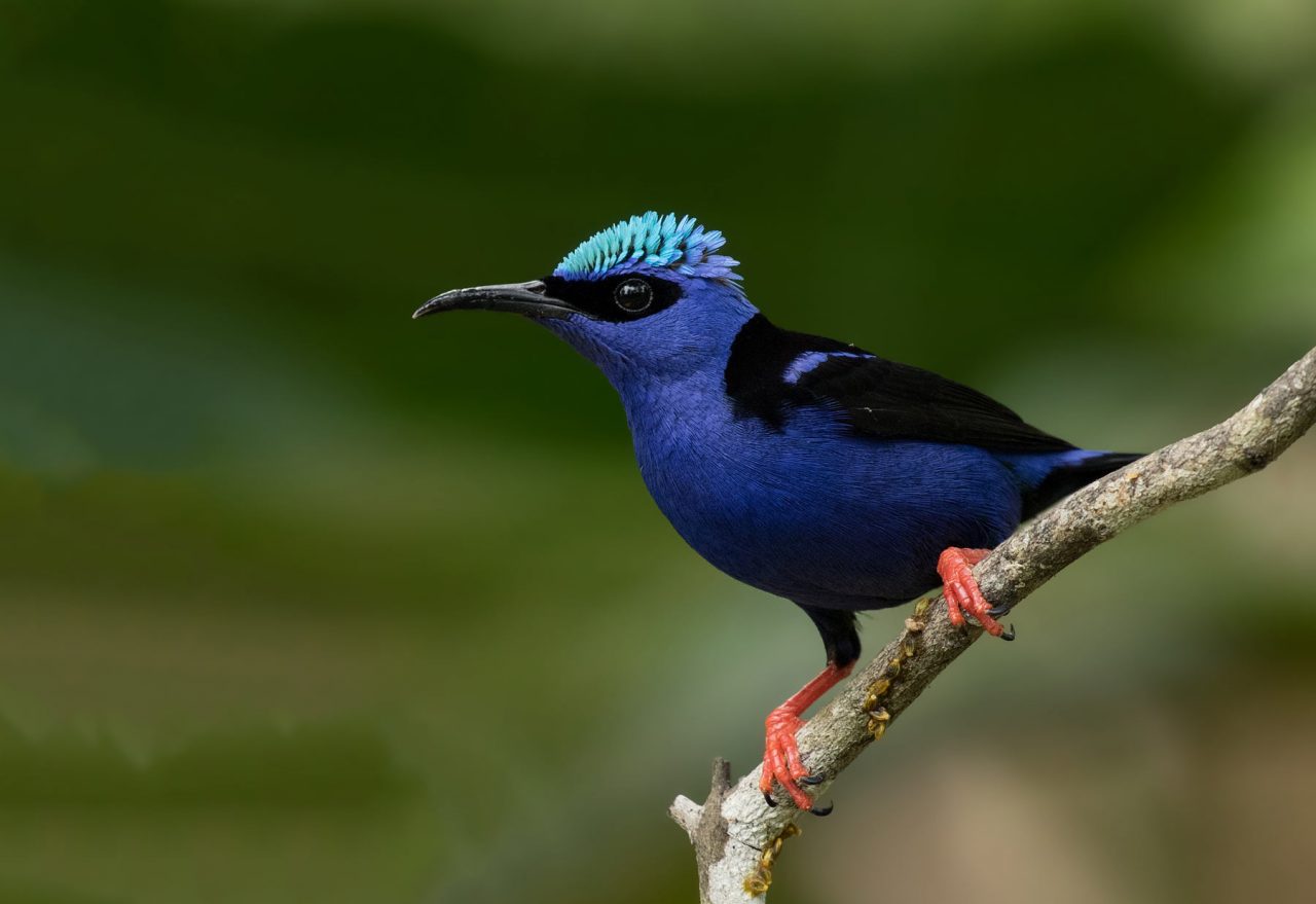 red-legged honeycreeper by Kacau Oliveira