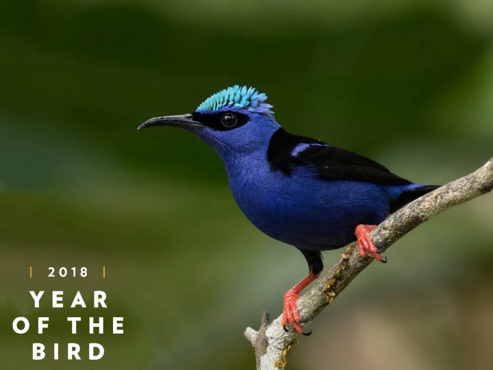 Red-legged Honeycreeper by Kacau Oliveira/Macaulay Library