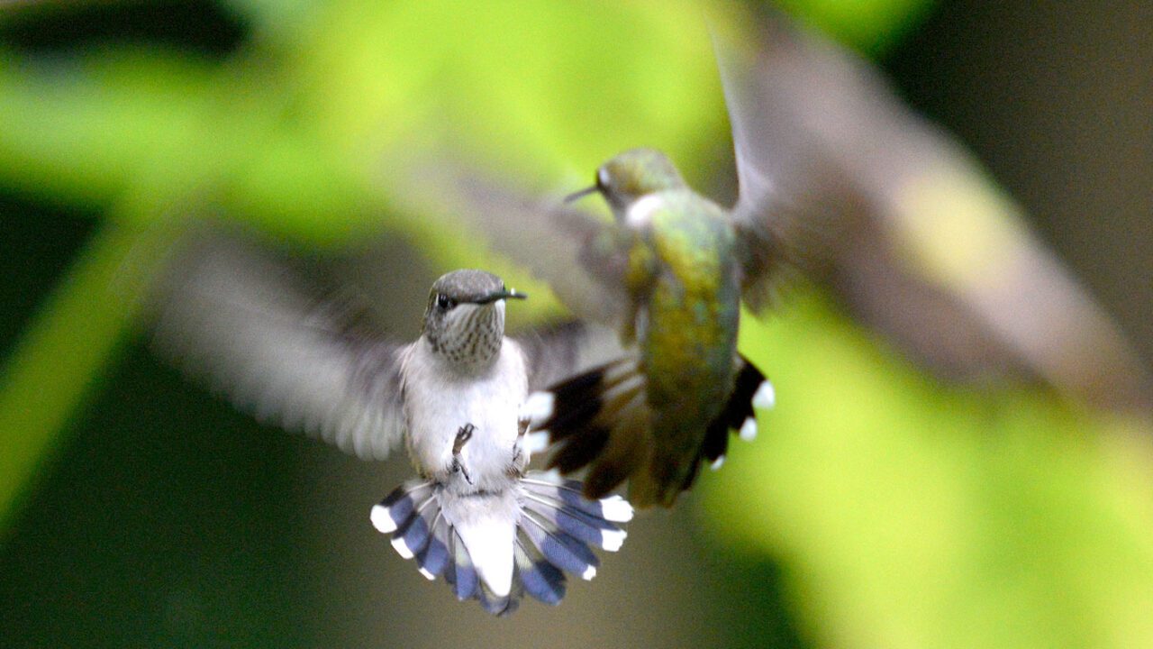 two hummingbirds fight