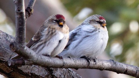 A Common and Hoary Redpoll perched together. Photo by Ed Kaminski/Macaulay Library.