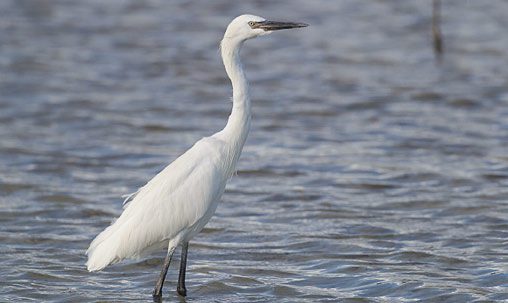 Reddish Egret (immature), Bahamas, November. Determining the age of Reddish Egrets can be difficult. Bill color changes from all dark on fresh juveniles to bicolored on adults. By fall juveniles usually have some hints of pale in the base of the bill. Photo by Brian Sullivan.