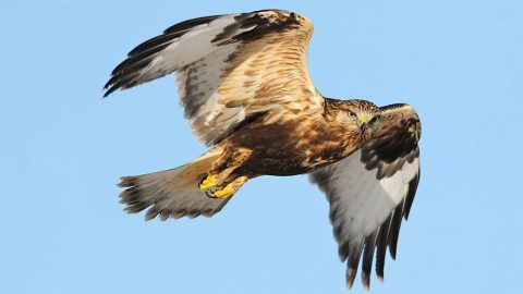 Look out for Rough-legged Hawks in the winter before they head to their far northern breeding grounds. Photo by Rob McKay via Birdshare.