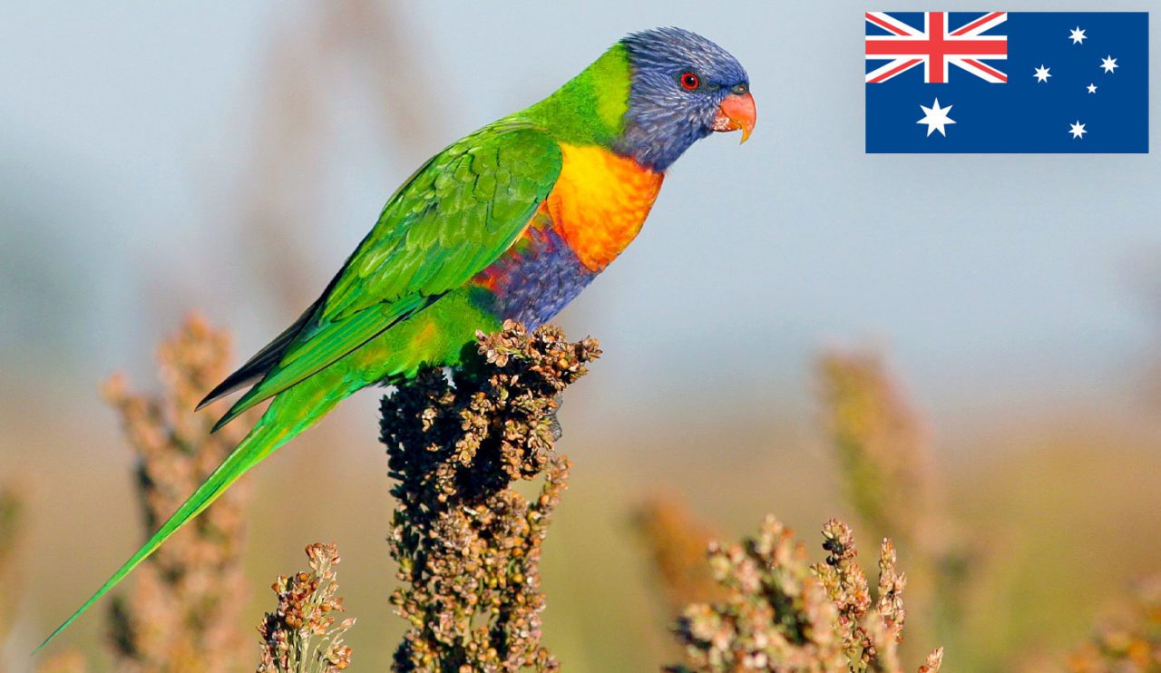 Rainbow Lorikeet by Rufus Wareham/Macaulay Library