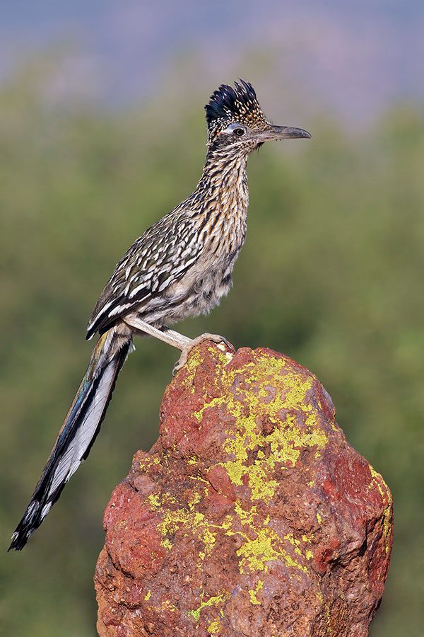 Greater Roadrunner by Glenn Bartley