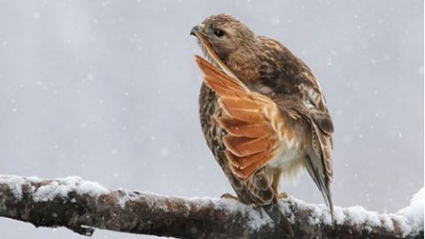 GBBC First Place Overall: Red-tailed Hawk Peter Ferguson, Ontario