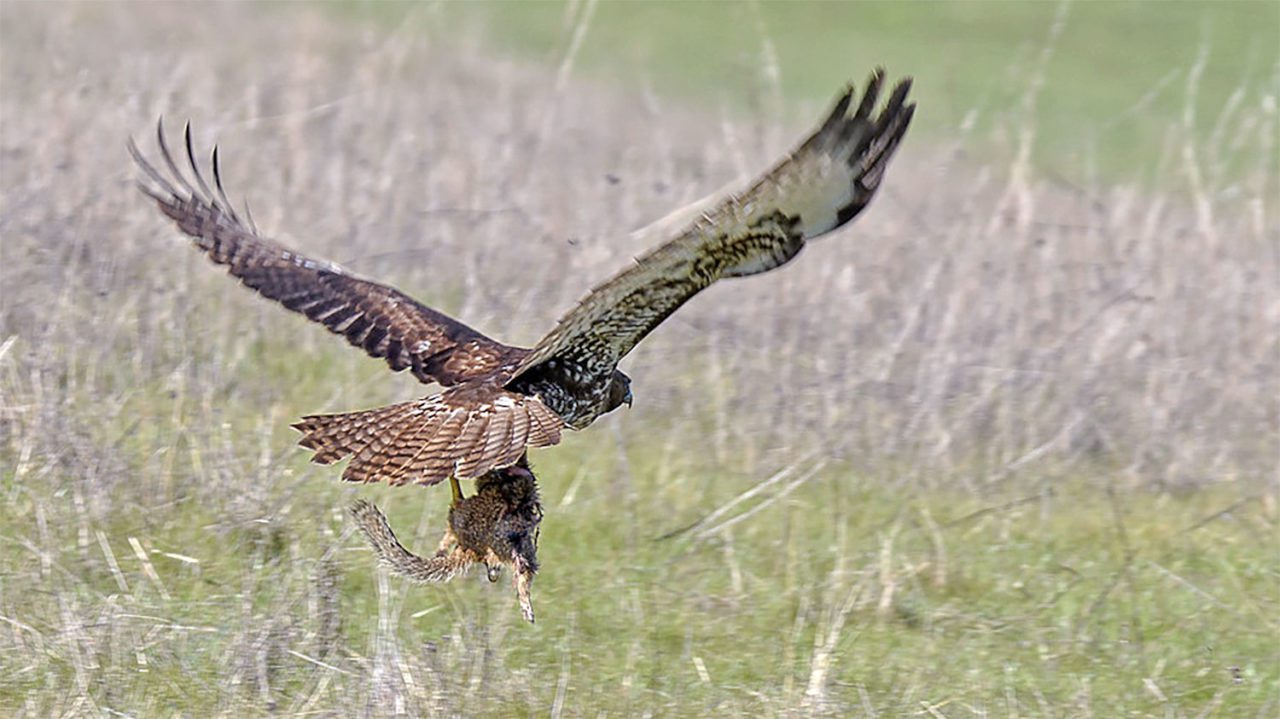 Red-tailed Hawk with ground squirrel in California. Photo by fotosynthesys via BIrdshare.