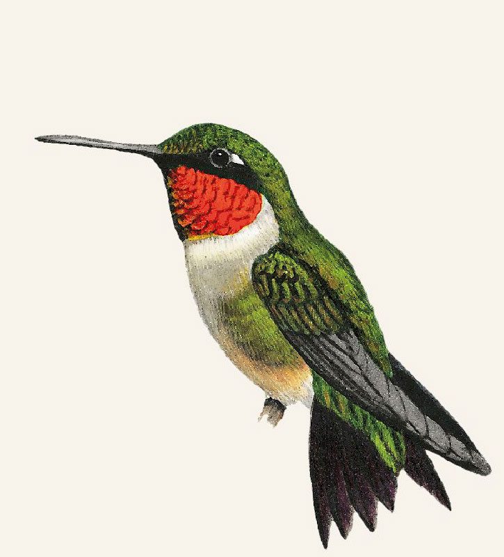 Illustration of a bright green bird with a red neck, long bill, and paler abdomen.