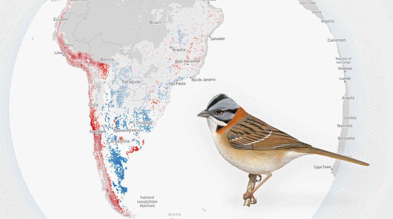 eBird Trends map for the Rufous-collared Sparrow, gray map with red dots. Rufous-collared Sparrow illustration, bird is brownish-cream with a stripey back, red neck and gray, black and white striped head.