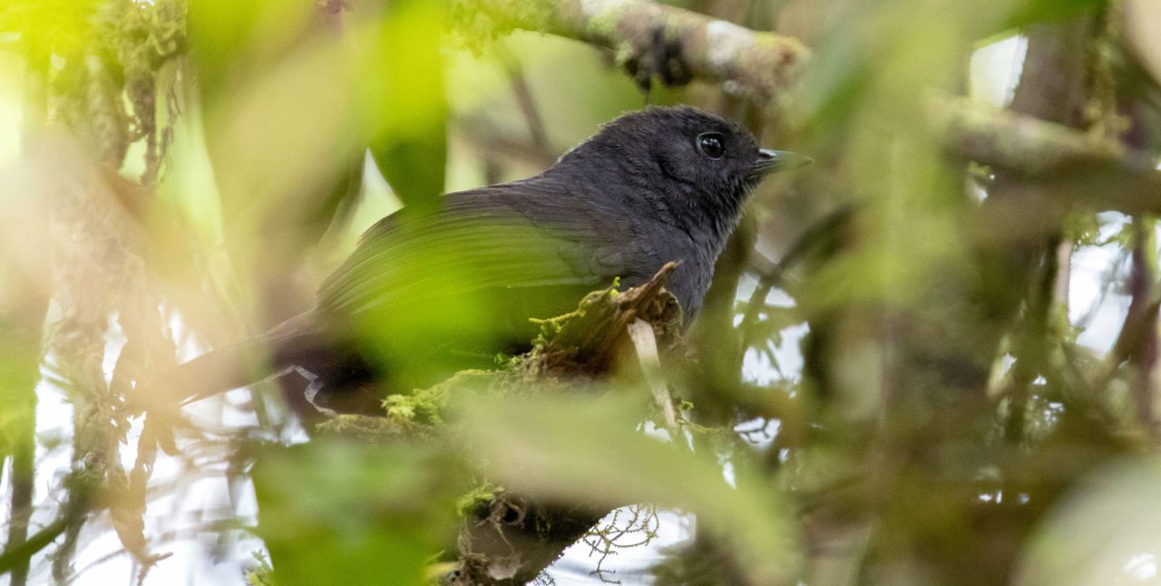 In the Andes of South America, mouselike tapaculos occur from the humid foothills to above treeline. Although they usually stay concealed in vegetation, the tapaculos’ characteristic songs tend to give away their presence, and without a clear view, their songs can help ID the species. Rufous-vented Tapaculo by Thibaud Aronson/Macaulay Library.