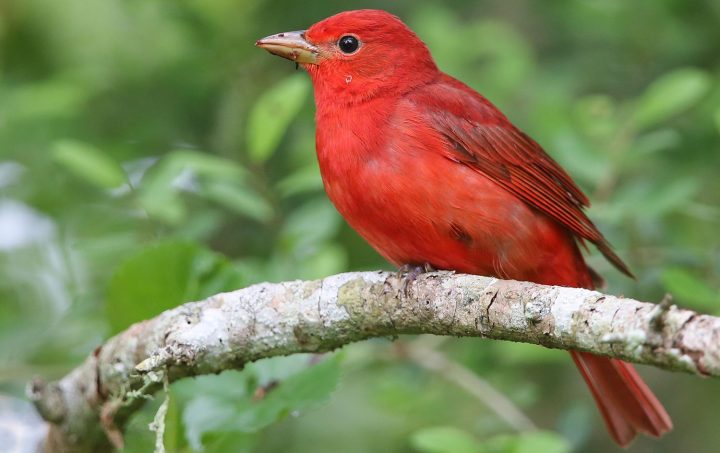 Scarlet Tanager by Alex Burdo/Macaulay Library.