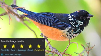 Spangle-cheeked Tanager by Dan Murphy/Macaulay Library.