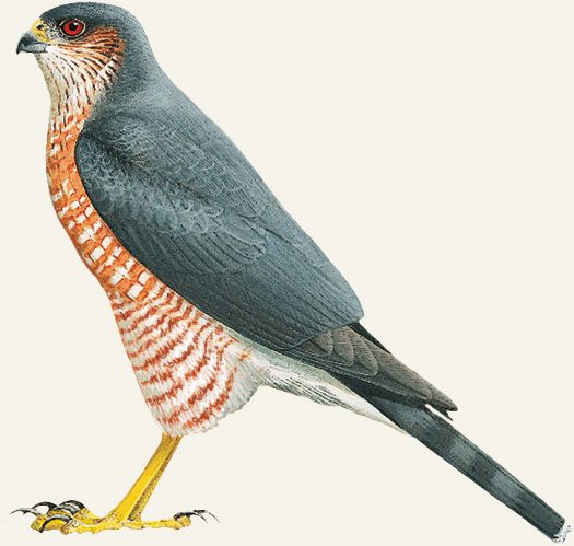 Illustration of a steel-gray bird with orange and white patterned underside, gray and black stiped tail, gray cap, red eye and a short, sharp bill.