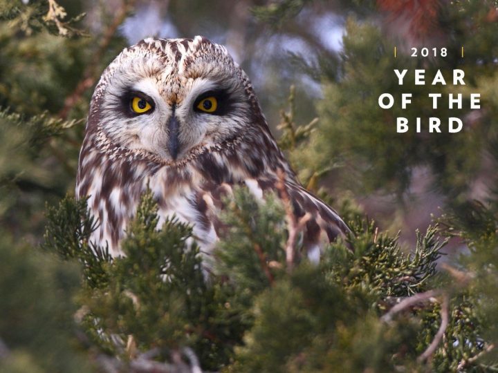 Short-eared Owl by Sandra and Frank Horvath/GBBC