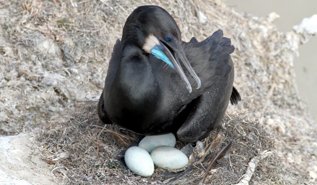 A colony of Brandt’s Cormorant numbering over 3,000 nests had completely disappeared by the late 20th century. Today the island has more than 300 nests, and the number is still increasing. Photo by Mike Nelson/Macaulay Library.